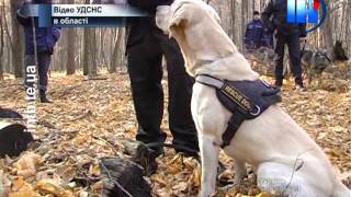На Тернопільщині три дні шукали жінку, яка пішла по гриби