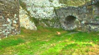 TreT 2- PARKOUR DOG FROM UKRAINE HD
