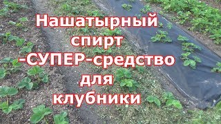 Нашатырный спирт для клубники - подкормка и средство от вредителей