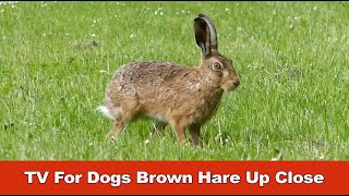 TV For Dogs Brown Hare Up Close