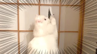 障子を破った猫が知らん顔する表情が可愛い！笑