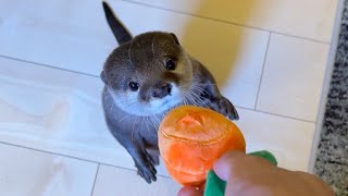 にんじん引っこ抜き大会に夢中になりすぎるカワウソ Otter too engrossed in carrot-pulling contest