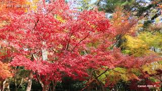 《4K》平林寺の紅葉（前編）2019 （Canon EOS R & Canon EOS Kiss M）