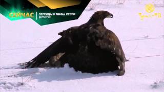 Секреты мастерства беркутчи 1