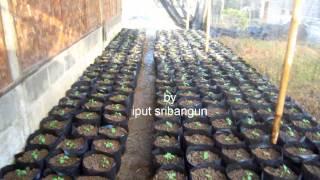 pertanian cabai organik sukses