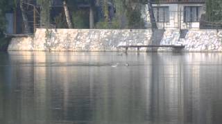 Birding Slovakia (Peter Nociar) - Anser anser - Hus divá