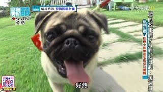 2016.08.07《寵物大聯萌》完整版　萌孩毛孩　雙寶闖關計畫