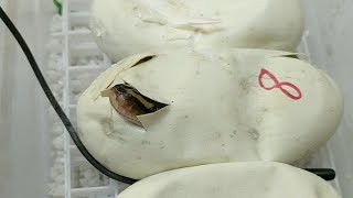 Live Egg Cutting, Clutch #7 & #8. Calico x blitz