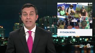 80 reptiles caught in Miami Super Bowl Burmese python hunt