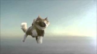 Отважные коты парашютисты Skydiving Cats