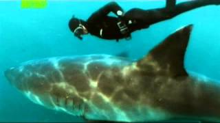 Танец с белой акулой - (Mike Rutzen) - Dance with great white shark