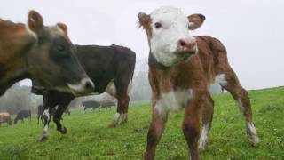 How to correctly tag calves