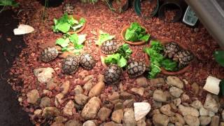 Leopard tortoise hatchlings come running for their dinner.