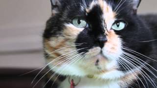 Cat's Eyes Dilate While I Sniffle