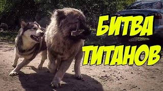 Собаки напали на медведя