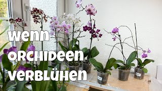 Wenn Orchideen verblühen - Was ist zu beachten? - Alles über Orchideen #14