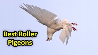 ডিগবাজি দেওয়া সেরা ৪টি কবুতর | 4 Best Roller Pigrons | Amazing stunts of Galatz
