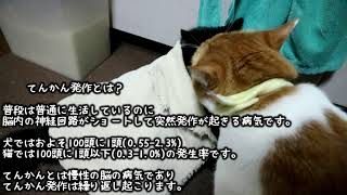 てんかん発作が起きた直後の様子
