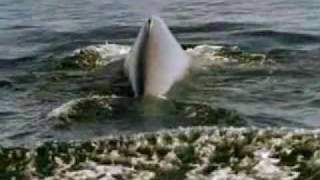 Blue Whale Song (Smooth Relaxing Music)