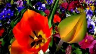 Футаж Цветы HD 1080 скачать бесплатно
