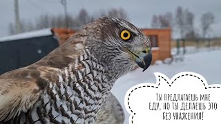 Сову Ёлку присыпало снежинками, ястреб Клюква согласилась поесть