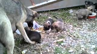 Sokak köpegi