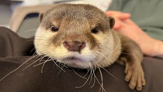 飼い主とママとママ妹に呼ばれ困惑するカワウソ Perplexed otter called by owner, mama and mama's sister