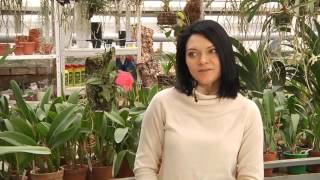 Angraecum Veitchii, Sophronitis wittigiana, Bifrenaria melic