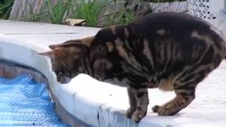 Bengal Cat wants to Walk on Water