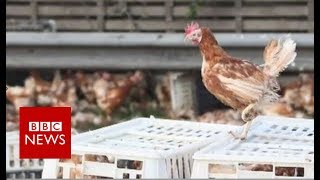 Why did the chicken close the road? - BBC News