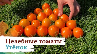 Солнечный помидор Утенок