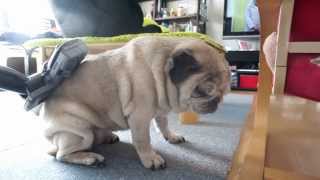 掃除機をかけて欲しいパグ！Pug like the vacuum cleaner