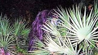 9 SHOCKING Cryptids of the United States