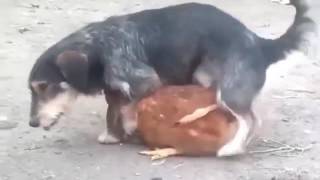 BEST Funny Dog Mating With Other Animals, Anim350