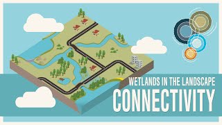 Wetlands in the landscape—connectivity