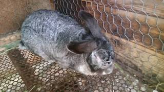 Amestec de cereale si granule pentru iepuri/Fodder mixture for rabbits