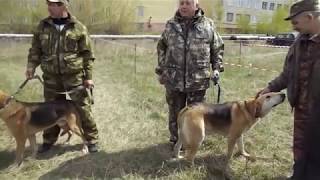 Выставка гончих собак