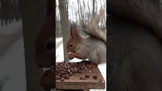 С ладошки вкуснее / It tastes better from the palm of your hand