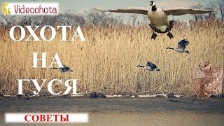 Охота на гуся! СОВЕТЫ  - Videoohota