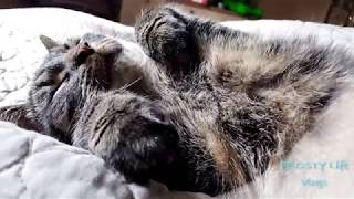 Tabby Cat Snuggling With Me | Pet Vlog