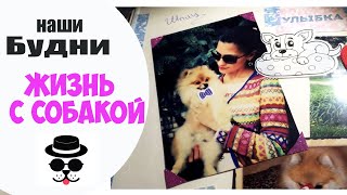 VLOG : МОЯ ТРУСЛИВАЯ СОБАКА