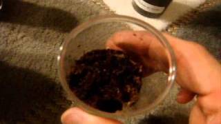 How I hydrate T Slings + P. subfusca "Highland" Molt