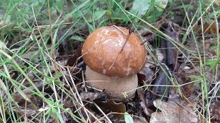 За грибами в Лисичкин лес ! Сбор грибов в июле ! Грибы 2019 !