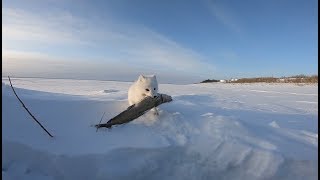 На рыбалку к пушистому зверю..11.02.2020