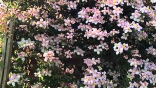 Clematis in our garden
