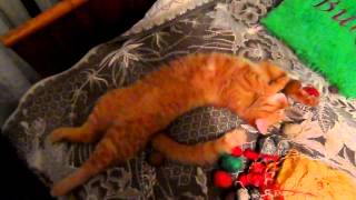 Рыжий кот Персик прикольно спит. cool cat sleeps.