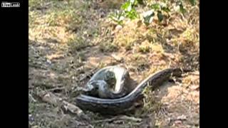Leopard killing a huge python
