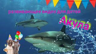 АКУЛА. ВИДЕО ДЛЯ ДЕТЕЙ.