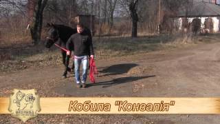 КСК "Кайзервальд", Кобила Конвалія, м. Львів
