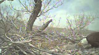 Fort St Vrain eagles,all 3 eaglets get a good feeding wtg mom & dad :))),4/10/13